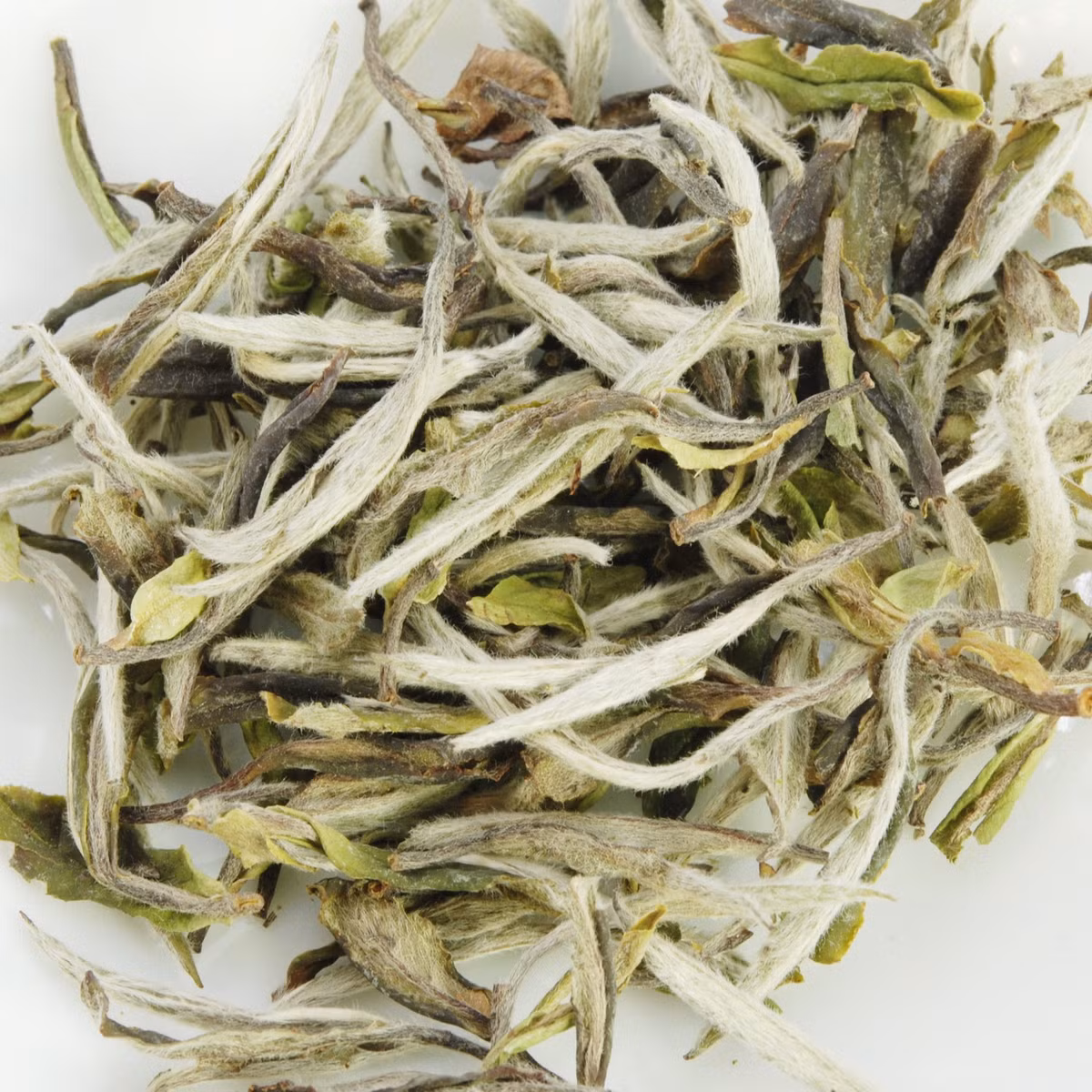 Các chồi màu bạc phải được hái bằng móng tay, và không được phép để da của người hái tiếp xúc với lá trà. (Ảnh Volusion)