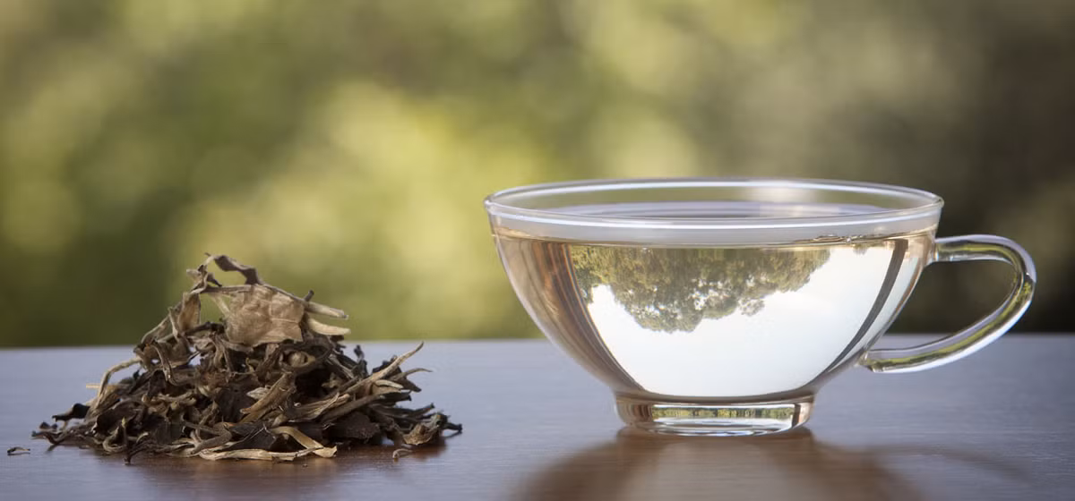 Để thu hoạch bạch trà đòi hỏi người hái phải vô cùng khéo léo. (Ảnh 1mhealthtips)