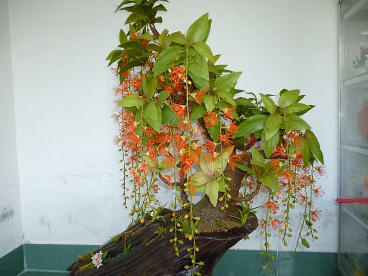 Lộc vừng là một loại cây thân gỗ nhỏ được nhiều người lựa chọn để trồng trang trí nhà bởi loài cây này có hoa nhỏ li ti màu đỏ hoặc màu trắng rất đẹp. Ảnh: Tiendochungcu.