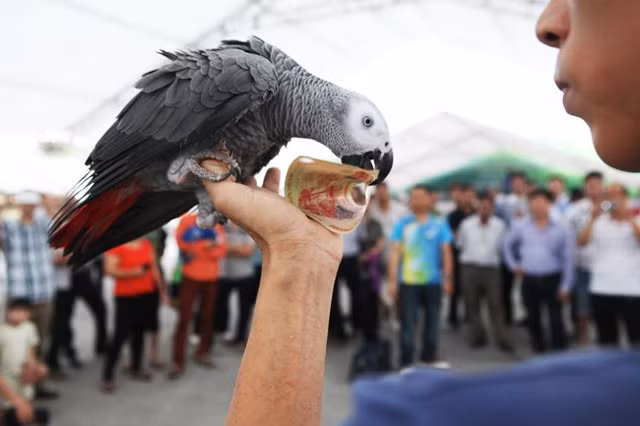 ...và chúng dùng mỏ mang tiền về cho chủ nhân.
