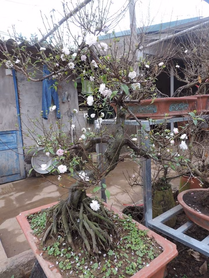 Những cây nhất chi mai được uốn thế bonsai trong từng chậu nhỏ gọn, tuyệt đẹp sẽ rất phù hợp cho khách mua về trưng Tết.