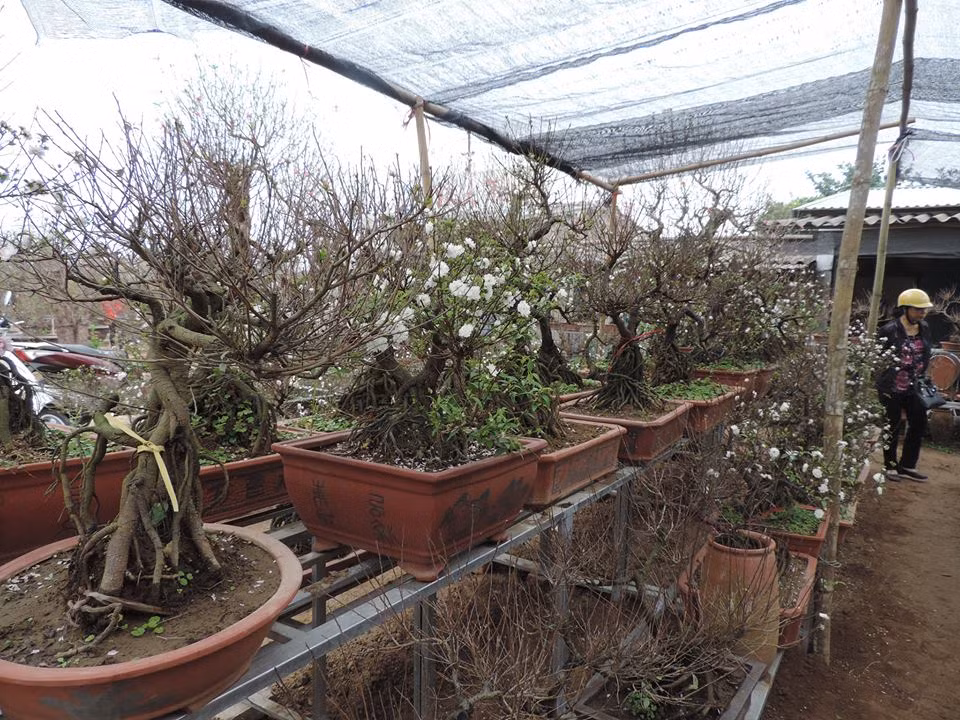 Hầu hết mai trắng bonsai tuyệt đẹp ở vườn hoa Nhật Tân những ngày này đã kín khách. Anh Vĩnh Tiến, chủ vườn mai tại Nhật Tân cho biết: "Nhiều năm trở lại đây, thú chơi hoa mai trắng hay còn được gọi là nhất chi mai bonsai đang tạo nên“cơn sốt”. Hiện giá bán từ 5 đến 30 triệu đồng/cây, giá cho thuê khoảng 2/3 giá bán vẫn rất hút khách".
