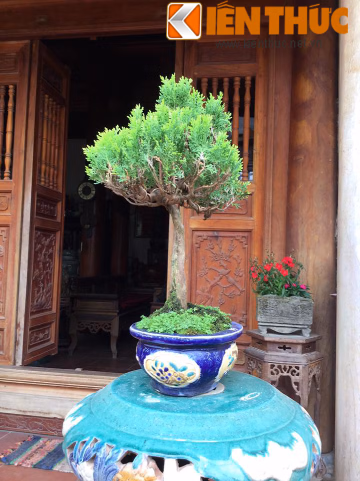 Cây Tùng tí hon giá 10 triệu đồng.