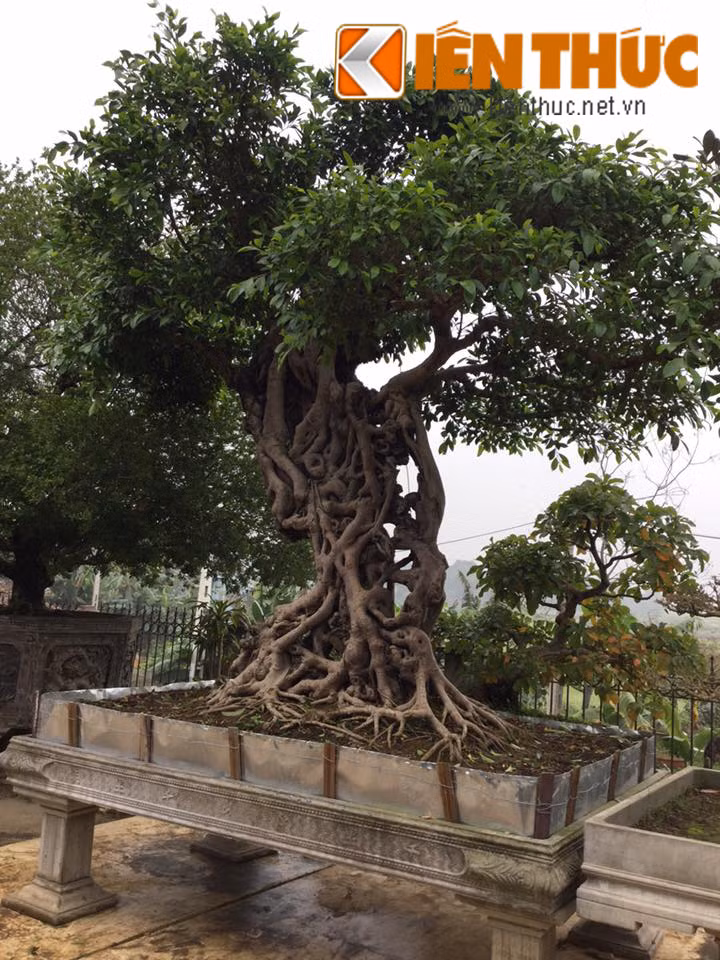 Với dáng cây như bản đồ Việt Nam, cây si này được ông Ngọ đặt tên Hồn Việt và được hỏi giá 4 tỷ đồng.