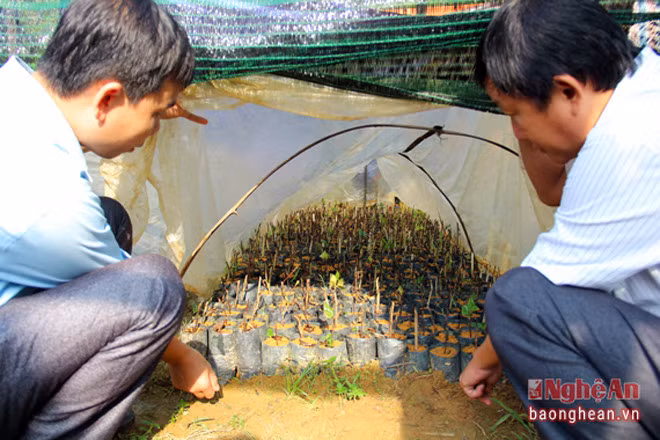 Cách trồng chè hoa vàng có thể giâm bằng lá cho ra rễ, song thời gian từ lúc ra rễ đến lúc ra ngọn non kéo dài hơn. Phổ biến vẫn là giâm cành. Thời gian từ lúc giâm cành tới khi cây ra hoa là khoảng 13 tháng.