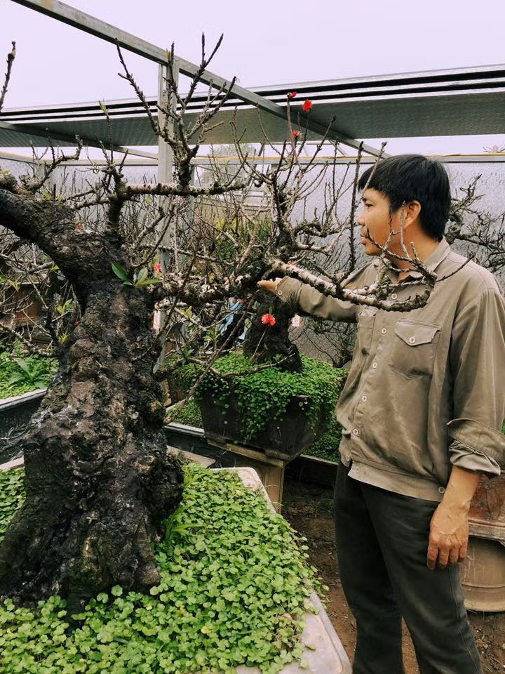 Anh Hàm cho biết: "Các gốc đào ở vườn nhà anh đã được khách hàng ở Hà Nội, thậm chí tận Thanh Hóa, Nghệ An, Đà Nẵng... đến đặt thuê để trưng Tết từ cách đây cả tháng trời. Đến thời điểm hiện tại, hầu hết các chậu đào Thất Thốn đẹp, dáng độc lạ được đặt trong phòng điều hòa nhiệt độ để "ép" cây ra hoa theo ý muốn đã cho khách đặt thuê hết.