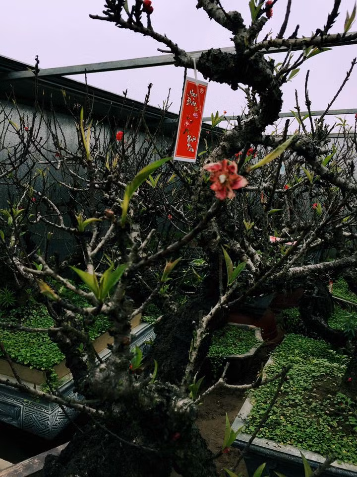 Hàng loạt đào Thất Thốn tại nhà vườn của anh Hàm đang trong quá trình nảy lộc rất đẹp và được "kìm hãm" để hoa nở đúng dịp để phục vụ nhu cầu trưng Tết của khách đại gia.