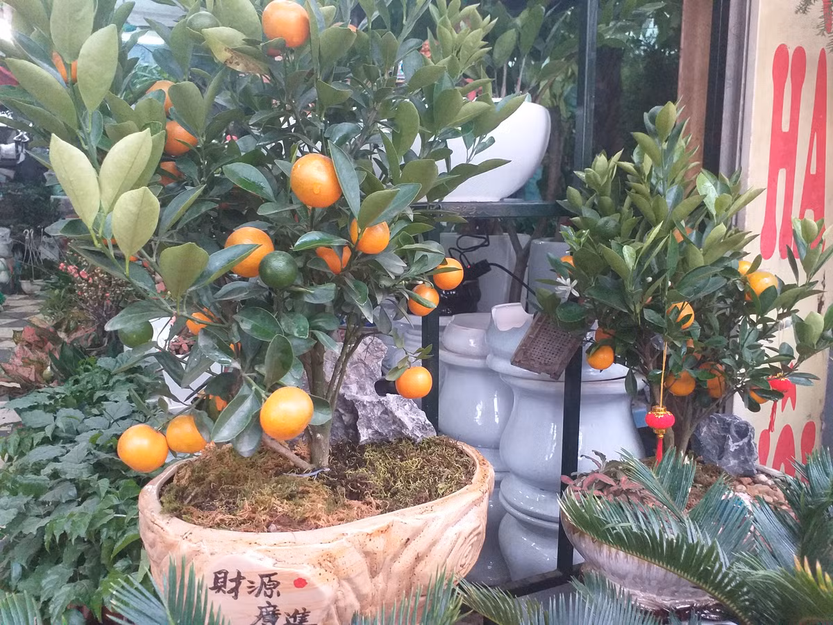 Một chậu quất bonsai có giá gần 2 triệu đồng.