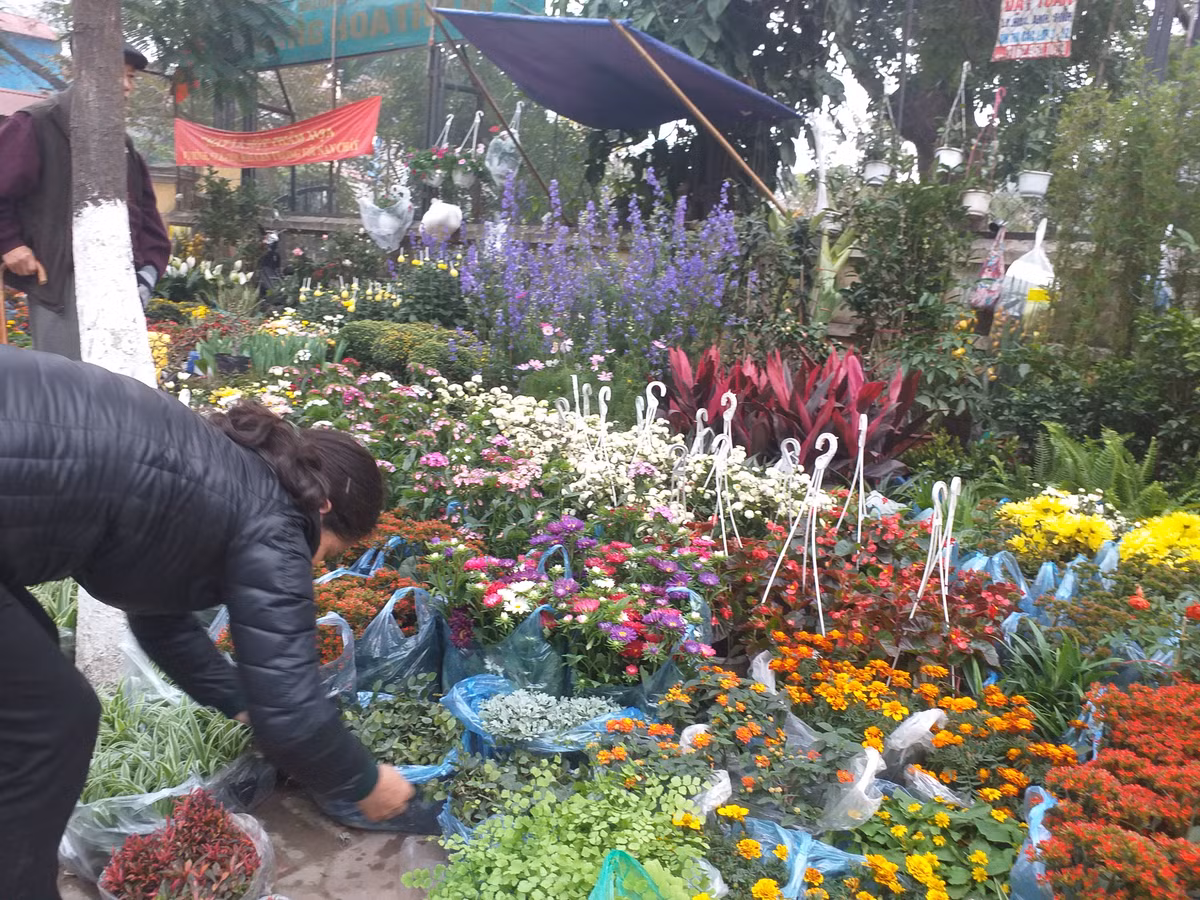 Một chủ quầy hoa nhận định: "Năm nay thời tiết xấu nên hoa không tốt như mấy năm trước. Nhiều nhà trồng hoa bị lỗ nhưng vẫn không dám tăng giá".