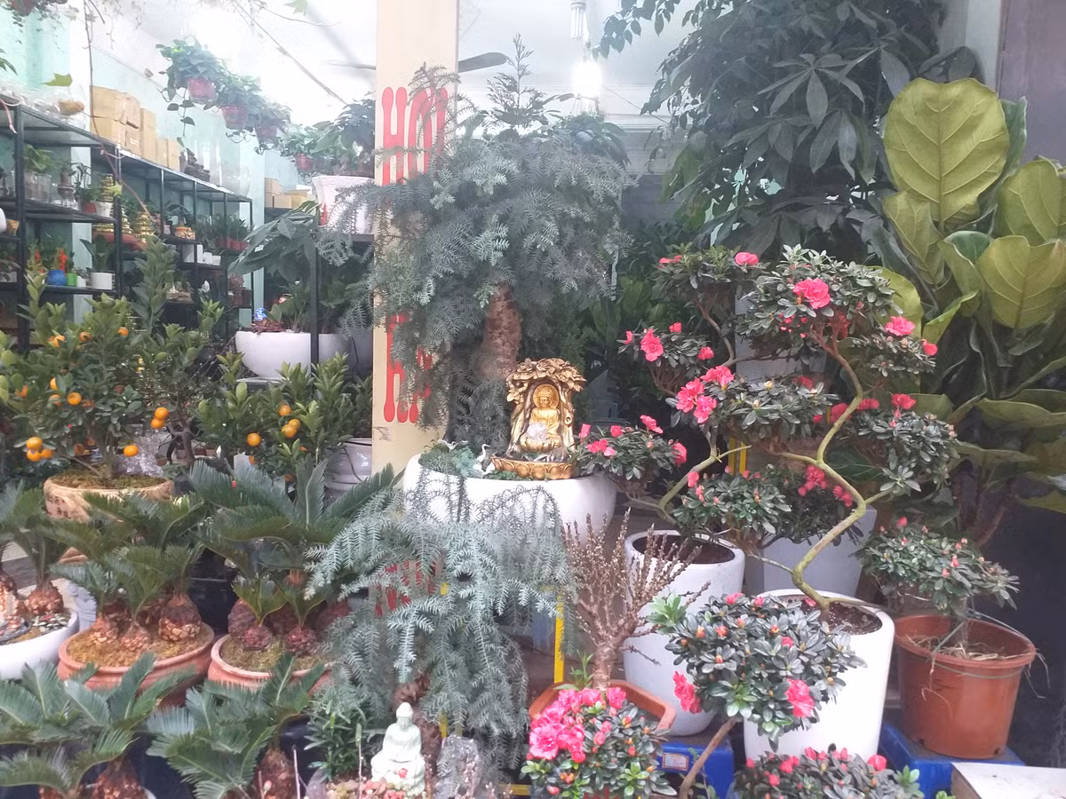 Như mọi năm, bắt đầu từ sau ngày ông Công ông Táo, phố hoa Hoàng Hoa Thám ngày càng tấp nập, sôi động.