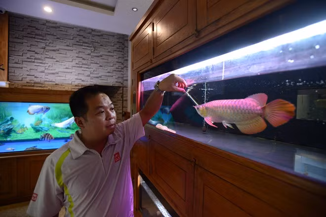 Theo báo Zing dẫn lời anh Ly, một người chơi và bán cá cảnh ở Trần Duy Hưng (Cầu Giấy, Hà Nội) : "Thông thường, những con cá rồng vàng đẹp có đôi mắt tinh anh, màu đều vàng bóng, vây đuôi dài và không chúc xuống. Đặc biệt, dáng bơi của chúng phải thanh thoát và trang nhã". Ảnh: Zing.