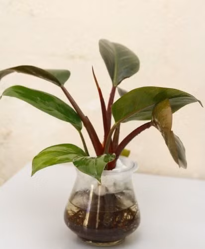 Cây trầu bà đế vương còn được xếp hàng “vô địch” hấp thụ các độc tố trong các loại cây nội thất. (Ảnh Landscaping24h)