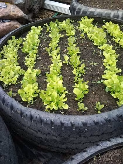 Với một chiếc kệ nhựa và với những chiếc hốc nhỏ, bạn đã có cho mình một vườn rau xanh mát ngay trên kệ cửa sổ. Nếu bạn chưa có động lực, hãy thử tưởng tượng đến cảnh bạn thu hoạch những cây rau ngay cạnh cửa sổ và chuẩn bị một món salad ngon lành cho bữa tối.