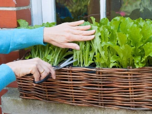 Chỉ cần bỏ ra một chút công sức, một chiếc lốp xe ô tô cũ cũng có thể biến thành một vườn rau xanh rì trong nhà bạn.