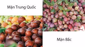 Bạn Trần Thị Thúy, sinh viên Báo chí cho biết: "Nhà mình cũng trồng mận nên mình biết rõ. Mận Việt Nam quả nhỏ chứ không to như mận Trung Quốc. Theo mình để ý, thì hầu hết loại mận Trung Quốc da quả không đều màu, bị thâm đen và rất nhanh bị mềm. Bên cạnh đó loại mận này không có phấn vì có thể đã được bơm thuốc bảo quản nên như vây. Mọi người nên cẩn thận khi mua".