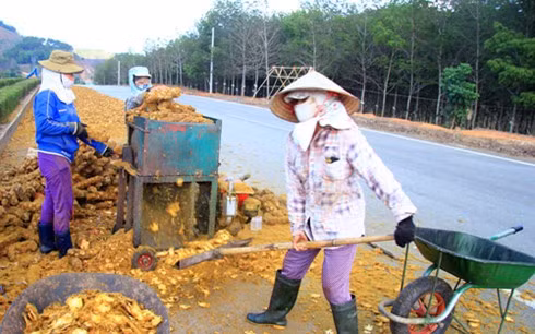 Trong Đông y, cẩu tích dùng để chữa phong hàn, thấp tê đau lưng, nhức mỏi chân tay, khó cử động, đau dây thần kinh toạ, chứng đi tiểu són không cầm, di tinh, bạch đới…Nếu tư thương tiếp tục thu mua ồ ạt như hiện nay, chỉ một thời gian ngắn nữa cây cu li có thể sẽ vắng bóng trong các khu rừng ở Kon Tum.