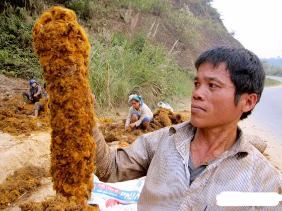Đây là loài cây có thân yếu, lá lớn có cuống dài 1-2m, màu nâu nâu, ở phía gốc có vẩy hình dải rất dài màu vàng và bóng phủ dày đặc. Thân rễ cẩu tích chứa tinh bột (30%) và aspidinol, lông vàng ỏ thân rễ có tanin và sắc tố. Cẩu tích có tác dụng bổ can thận, mạnh gân xương, trừ phong thấp.