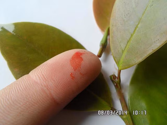 Theo y học cổ truyền, huyết đằng thường được dùng trị đau ruột, đau bụng, phong thấp đau nhức. Hạt máu chó được nhân dân ta dùng làm chữa ghẻ rất hiệu quả.
