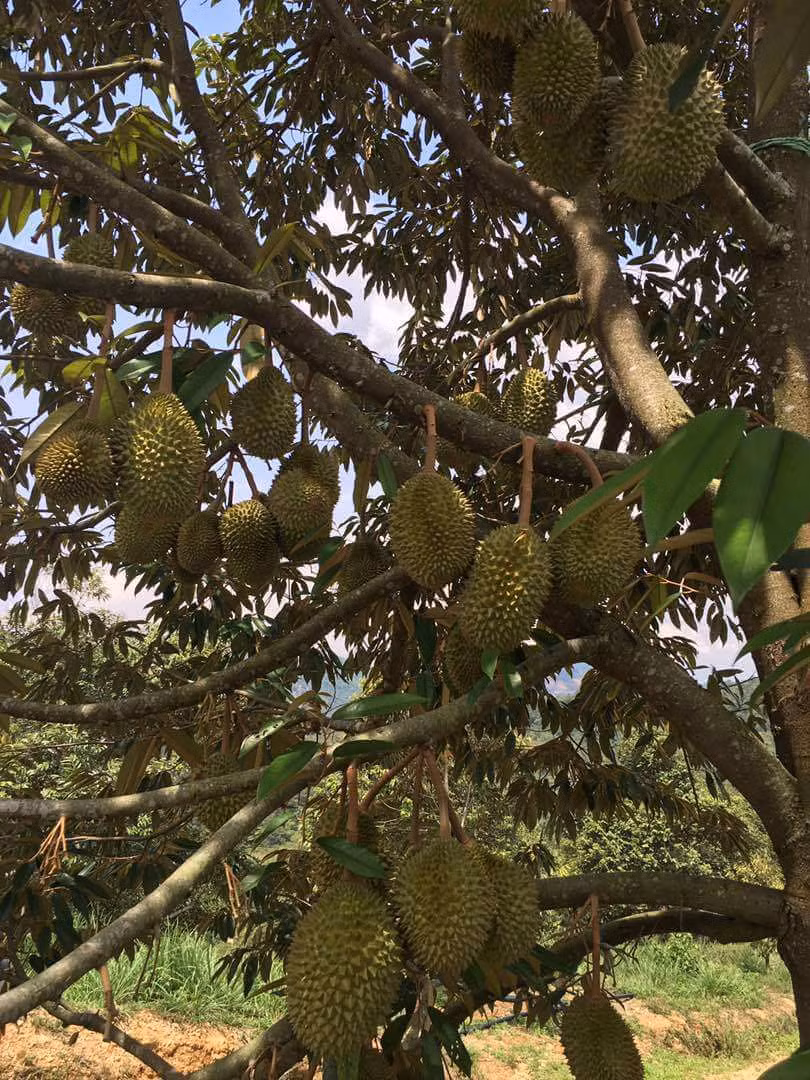 Sầu riêng Musa King có chất lượng hảo hạng và giá bán ổn định, đem lại cuộc sống sung túc cho người trồng. (Ảnh Duriankingmalaysia)