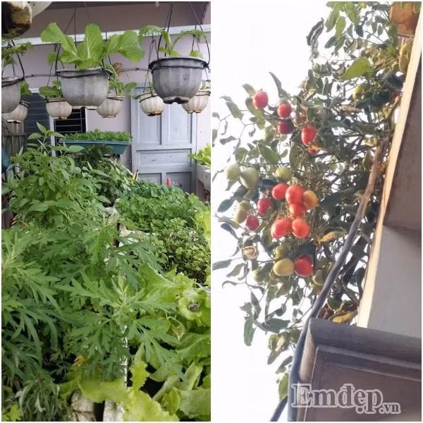 Chị Hương Lan chủ yếu trồng rau sạch cho gia đình thưởng thức hàng ngày nên chị thường trồng rau theo mùa. Đây cũng là cách hạn chế tối đa sâu bệnh phá hoại rau. Hơn nữa, khâu làm đất khá kỹ cũng giúp cho vườn rau của chị luôn xanh tốt.