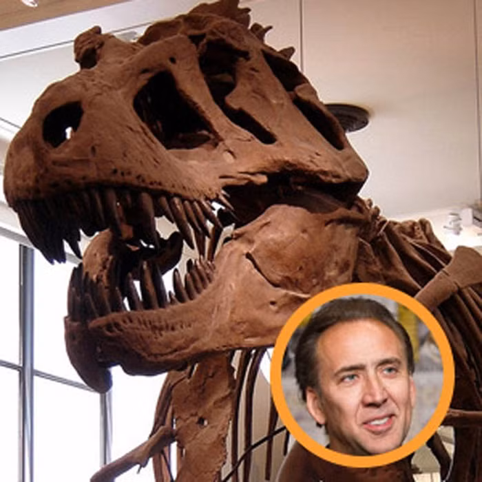 Nicholas Cage đặt bộ xương khủng long hóa thạch trong nhà. Chiếc đầu khủng long trị giá 250.000 USD được ông mua đấu giá năm 2007 đặt trang trọng trong ngôi nhà của mình. Tiếc là sau này, ông đã phải trả lại cho chính phủ Mỹ nghiên cứu.