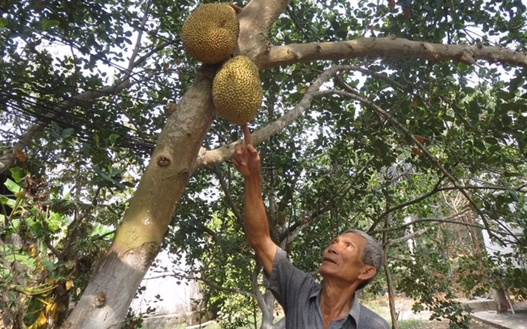 Ông Út Mẫn chia sẻ ông sẽ dành khoảng 3ha chỉ để sản xuất mít giống trong năm 2018. Ảnh: Imgur.