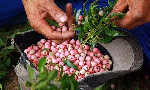 Trong khi đó, ở An Giang, nhiều người tranh thủ mùa trâm chín cũng lặn lội vào rừng hái, mang về nguồn thu nhập đáng kể. Ảnh: Blogspot.