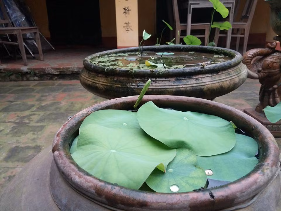Phương pháp này khá đơn giản, chỉ cần cho một lượng bùn vừa phải, sao cho đủ để củ và thân ngầm bám rễ chặt và có điều kiện phát triển, hấp thụ dinh dưỡng. Khi cho bùn vào chậu nên trộn bón lót một ít phân vi sinh dạng bột có hàm lượng NPK vừa phải. Ảnh: Khám phá.