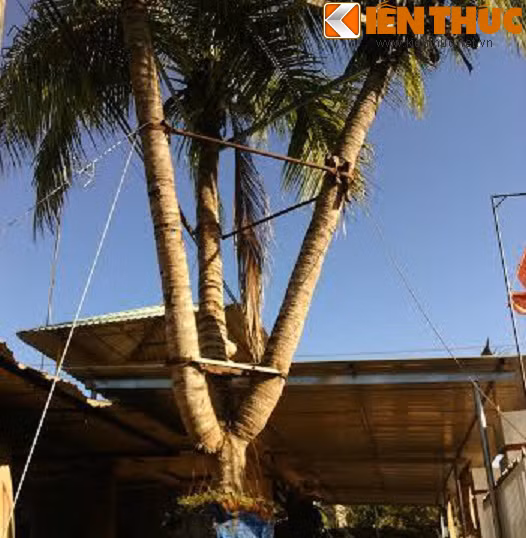 Chuyen la cay dua ba ngon gia 1 trieu USD khong ban-Hinh-4
