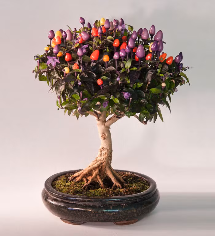 Bonsai ớt Chile rực rỡ sắc màu. Ảnh: Themindcircle.