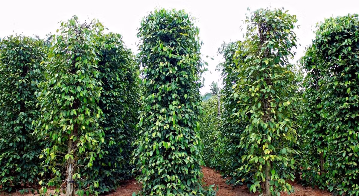 Trong số những nông sản rớt giá thảm nửa đầu năm 2018, giá hồ tiêu tiêu rớt xuống mức thấp nhất trong vòng 6 năm trở lại đây, chỉ còn 60.000 đồng/kg. Ảnh: hattieu.