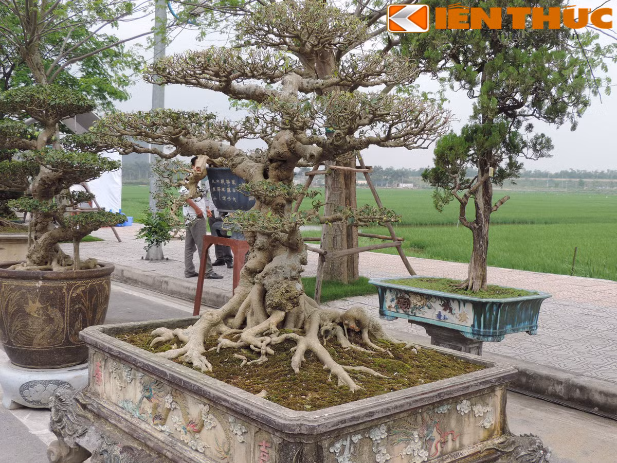 Một cây sanh dáng mẫu tử giá 1,8 tỷ đồng.