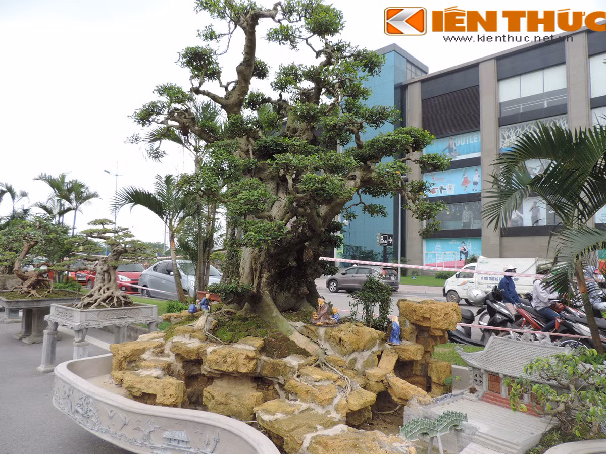 Mặc dù là cây sanh cổ thụ dáng bề thế nhưng cây sanh này vẫn sinh trưởng tốt trong chậu cây cảnh.