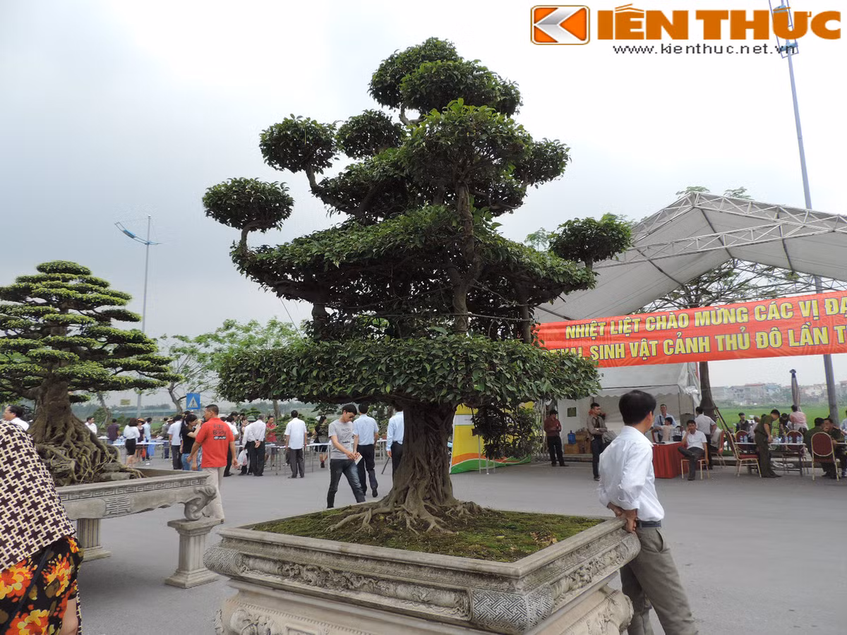 Cây sanh "chùa một cột"được nhiều người xem tấm tắc khen ngợi bởi cách tạo hình rất độc.