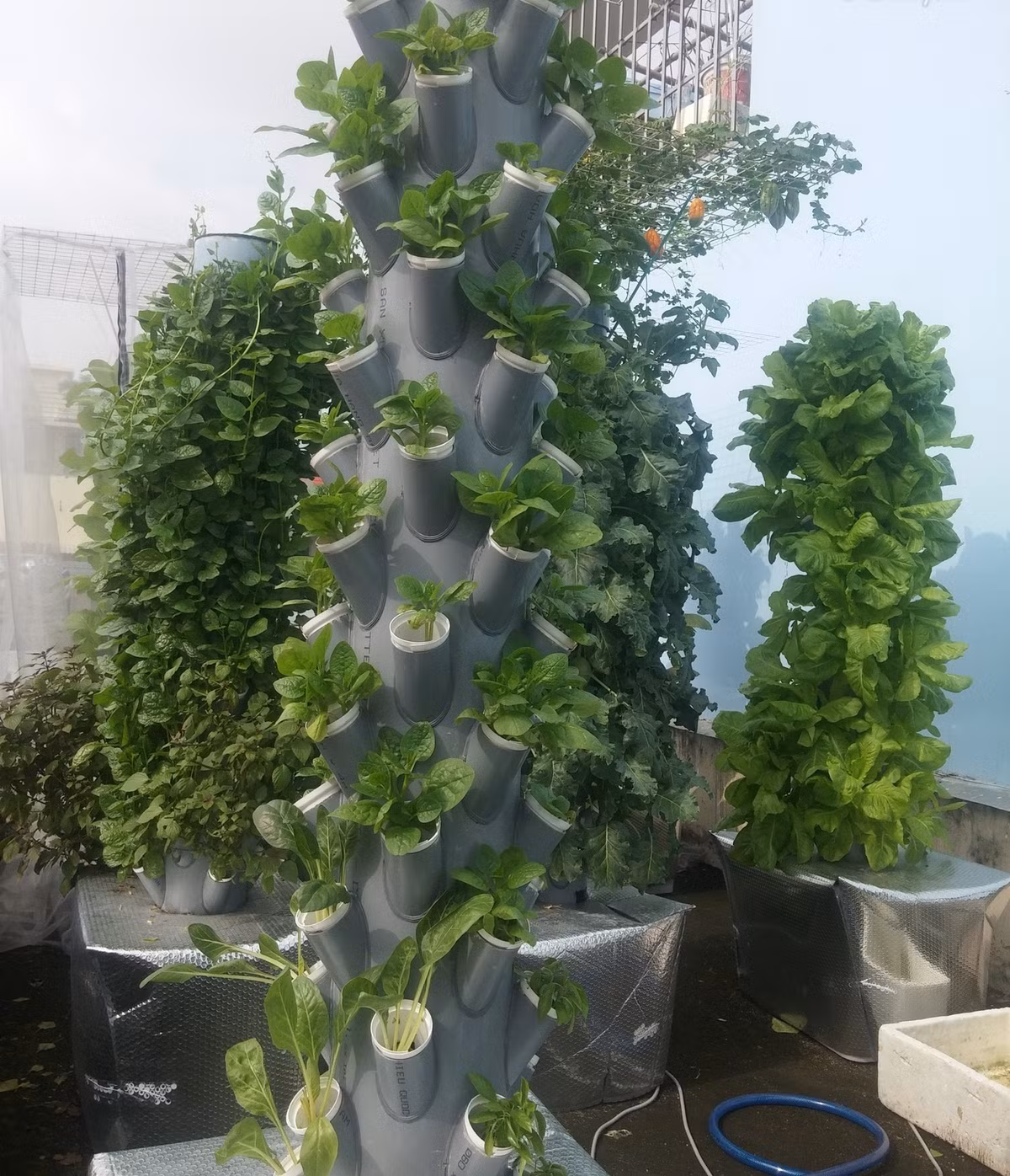 Sân thượng nhà anh chỉ 27m2 và anh dành khoảng 10m2 theo phương pháp khí canh của NASA, Mỹ và điều chỉnh phù hợp với điều kiện khí hậu, túi tiền của mình để trồng rau.