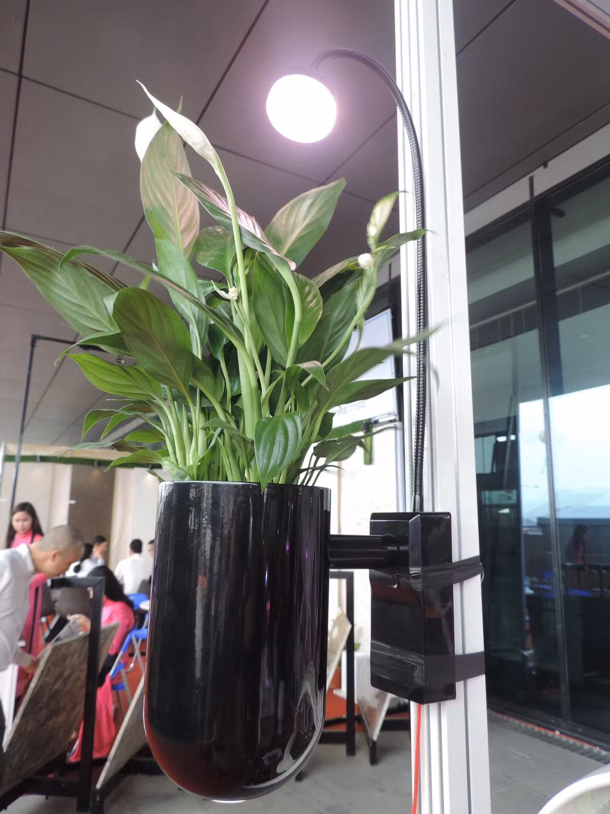 Nhân viên bán hàng cho biết: "Loại đèn LED quang hợp chiếu thẳng vào cây là đèn led chuyên dụng hoàn toàn khác biệt với đèn led thông thường. Loại đèn này có thể giúp cây quang hợp, sinh trưởng và phát triển".