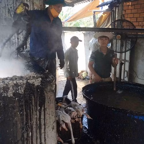 Kinh hai nhung chieu nho long ga bang hoa chat chi co o VN