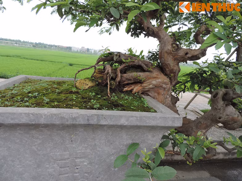 Cận cảnh phần gốc cây.