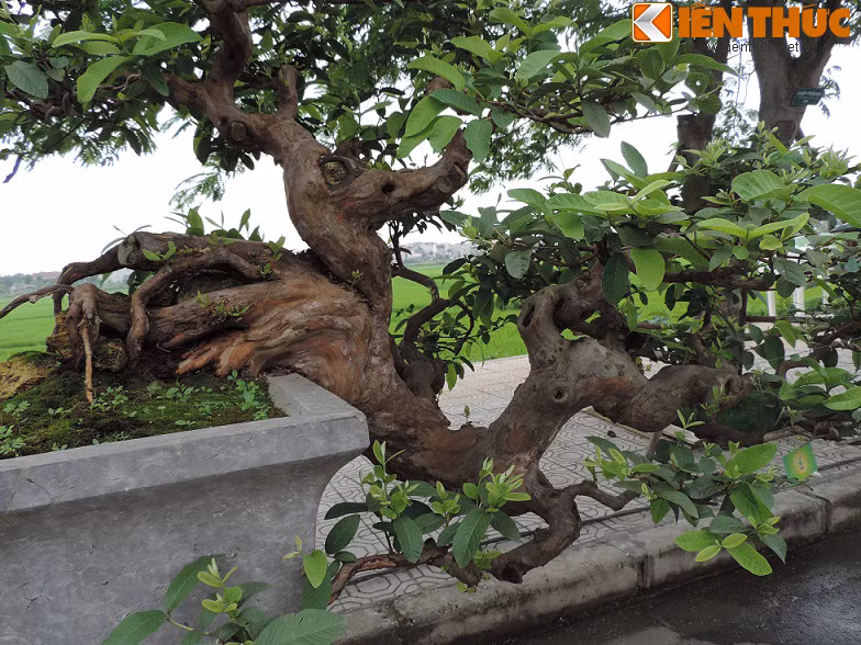 Nhiều người xem cây cho rằng cây ổi này phải có tuổi lên đến 50, vì phần rễ cây đã già nua, thân cây ra dáng cổ thụ hơn.