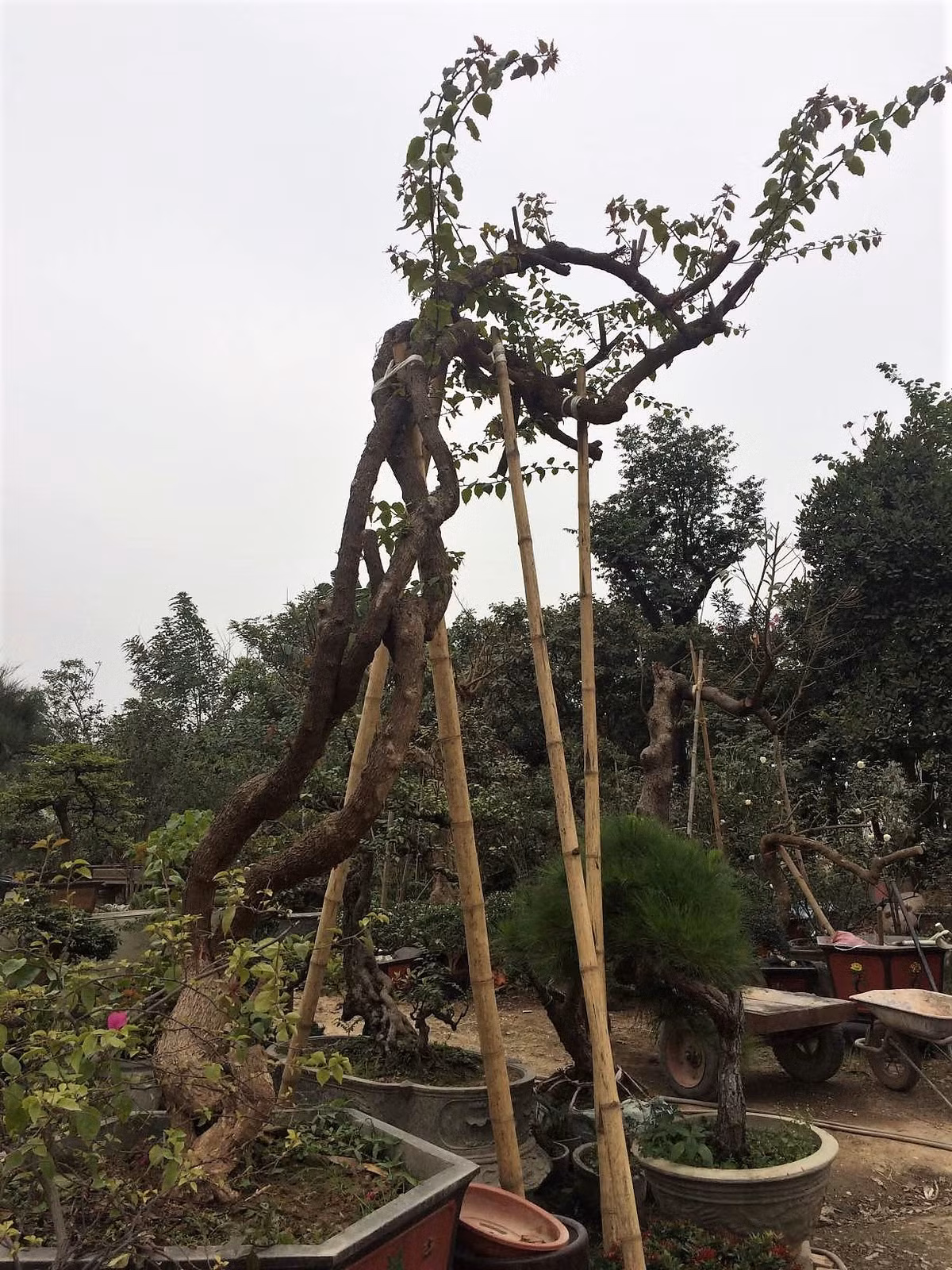Hoa giấy thế tại nhà vườn ở Hà Nội.