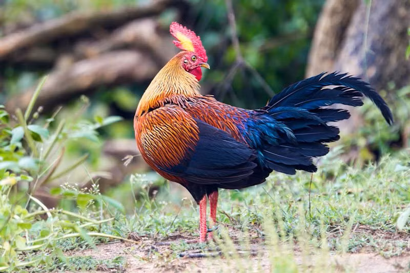 Gà rừng Sri Lanka trống trưởng thành có chiều dài khoảng 66-72cm, nặng 790 -1.140g.