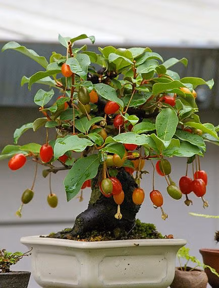 Ngam loat bonsai nhot sieu dep tao hinh doc la trung Tet