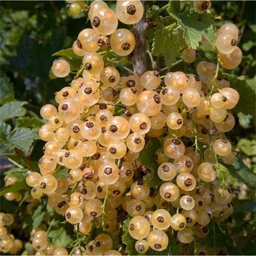 Nho chuỗi ngọc thu hoạch trong mùa hè, mỗi chùm chỉ vài quả, quả to bằng đầu ngón tay, nhìn thấy được cả hạt bên trong, có vị chua... Điều đáng nói là “nho chuỗi ngọc” vốn dĩ là một loại quả mọc ven đường tại các quốc gia châu Âu như Anh, Pháp, Hà Lan… có giá quy ra tiền Việt khoảng 250.000 – 400.000 đồng/kg. Ảnh: Zing.