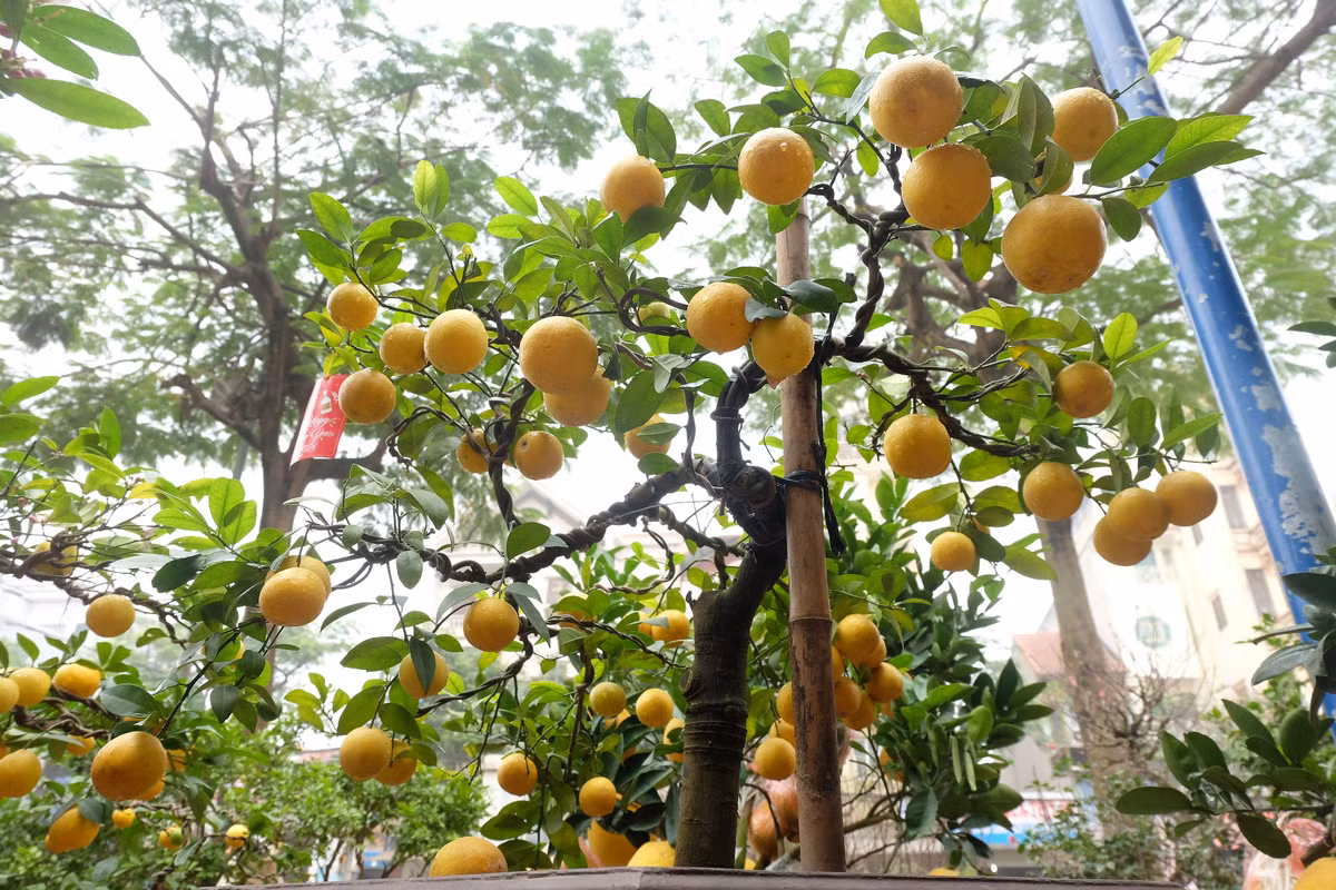Những ngày này, trên đường Lạc Long Quân (Hà Nội), nhiều người không khỏi tò mò xen lẫn thích thú khi nhìn thấy những chậu chanh vàng ươm, sai trĩu quả được lên chậu cảnh bắt mắt.