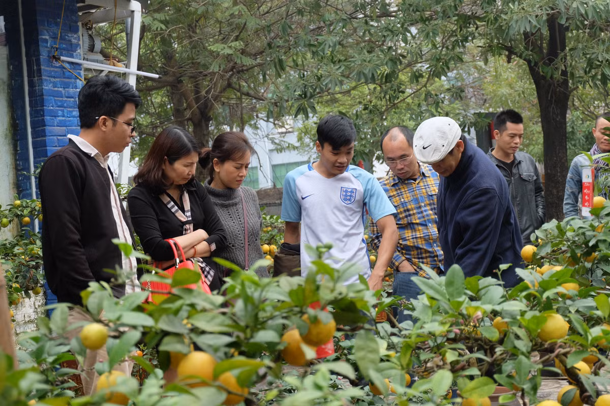 Nhiều vị khách Hà Thành tò mò đến xem và mua chanh phú quý. Anh Thái An (trú tại Cầu Giấy, Hà Nội) vui vẻ cho hay: "Tôi mua một chậu cảnh về chơi Tết, so với quất hay phật thủ, thì chanh lạ hơn rất nhiều".