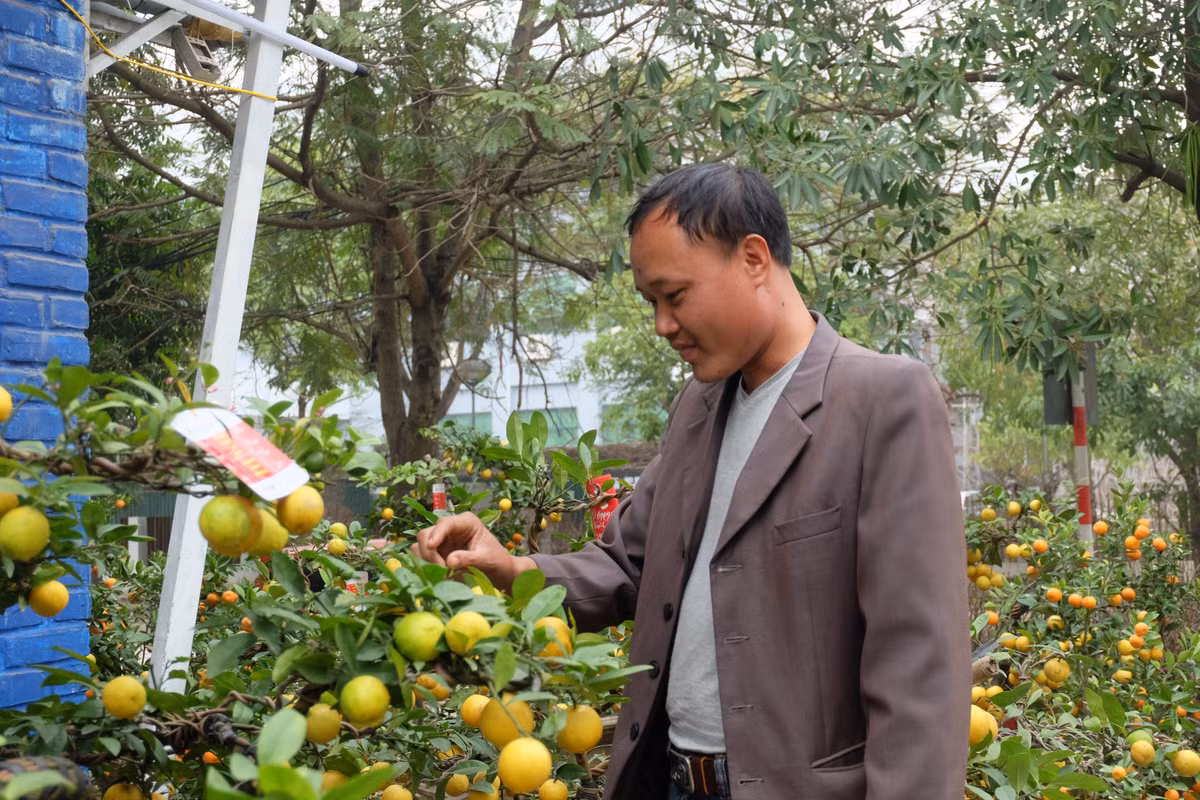"Chanh phú quý có thể được tươi rất lâu, khoảng vài tuần", anh Thức (nhân viên nhà vườn) tiết lộ.