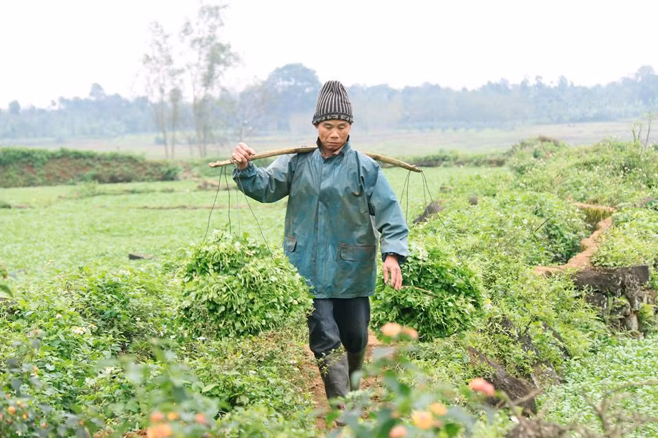 Vuon rau dac san cho thu nhap tram trieu o Quang Tri-Hinh-9