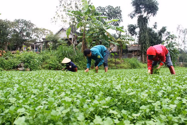 Vuon rau dac san cho thu nhap tram trieu o Quang Tri
