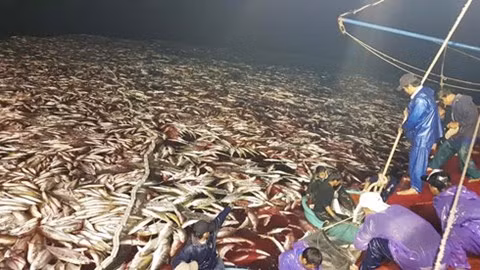 Trước đó, khoảng 20 giờ ngày 10/3, tàu ngư dân Tuấn đã vây bắt được mẻ cá bè vàng 160 tấn ở vùng biển gần đảo Cồn Cỏ. Ảnh: ANTĐ.