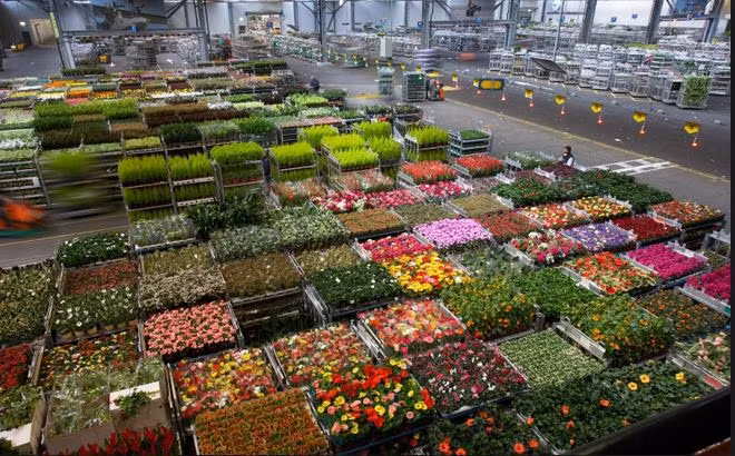 Trung tâm đấu giá Aalsmeer là một nhà kho cực lớn thông suốt, có diện tích lên tới 10ha, tương đương 250 sân bóng đá.